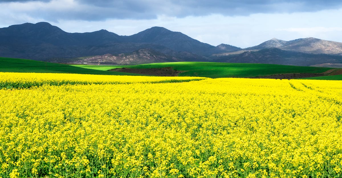 Extending South Africa 90 day visitors visa? - Yellow Flower Field Near Green Grass Field Extending South Africa 90 day visitors visa? - Yellow Flower Field Near Green Grass Field