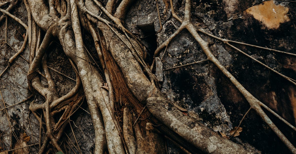 Extra luggage in India [closed] - Brown Tree Branch on Brown Wooden Surface