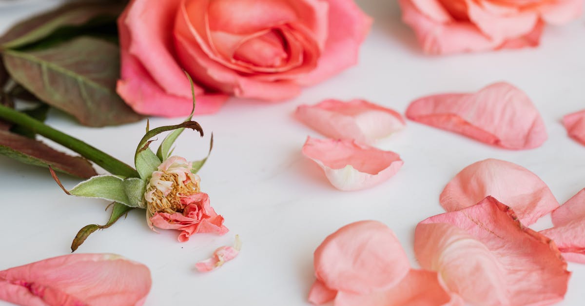 Facilities around the Loony Dook - Roses and rose stem with petals around on white background