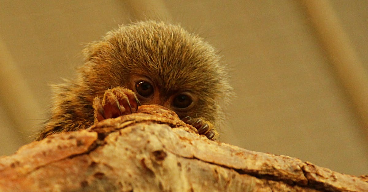 Fast public transport from Kusatsu to Jigokudani Monkey Park during winter? - Low angle of pygmy marmoset that living in rainforests of South America with sharp claws sitting on tree Fast public transport from Kusatsu to Jigokudani Monkey Park during winter? - Low angle of pygmy marmoset that living in rainforests of South America with sharp claws sitting on tree