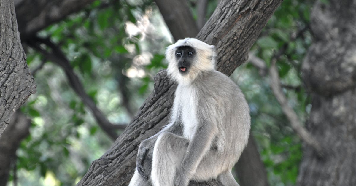Fast public transport from Kusatsu to Jigokudani Monkey Park during winter? - Grey and White Monkey on Tree Branch Fast public transport from Kusatsu to Jigokudani Monkey Park during winter? - Grey and White Monkey on Tree Branch