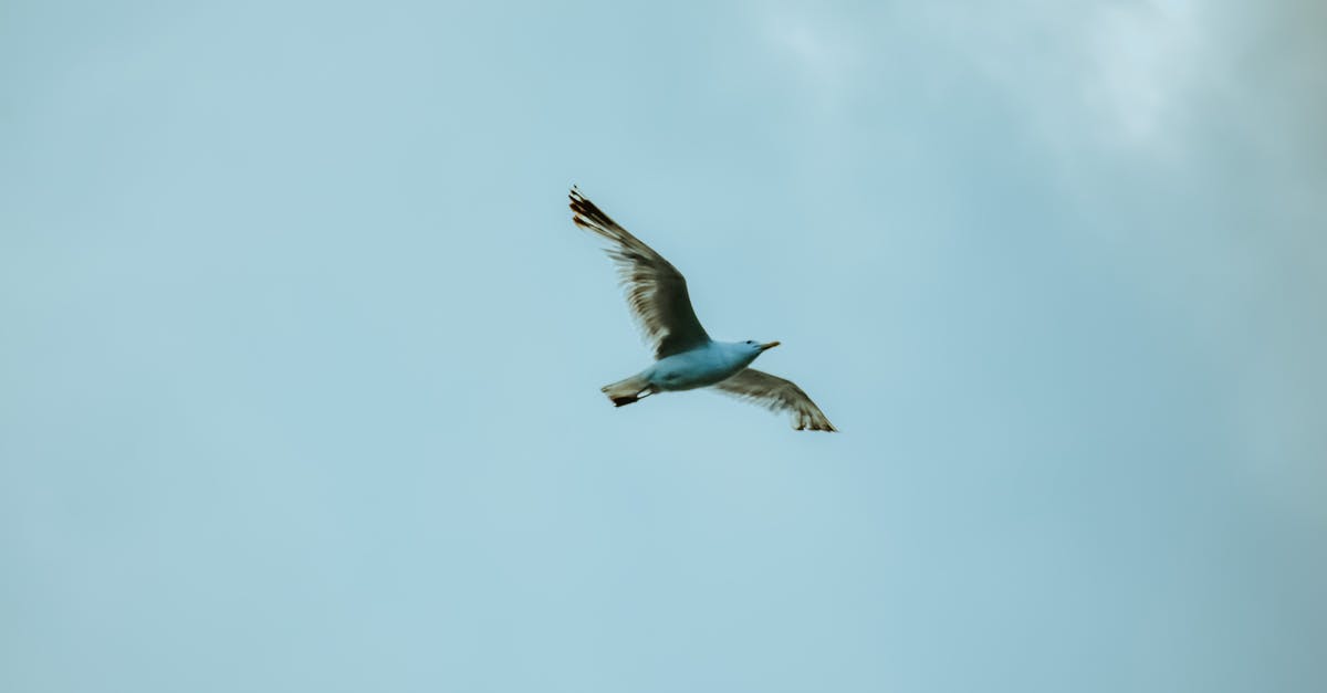 Find what caused a current big flight delay? - From below white seagull spreading wings and soaring in cloudy gloomy sky in wild nature Find what caused a current big flight delay? - From below white seagull spreading wings and soaring in cloudy gloomy sky in wild nature