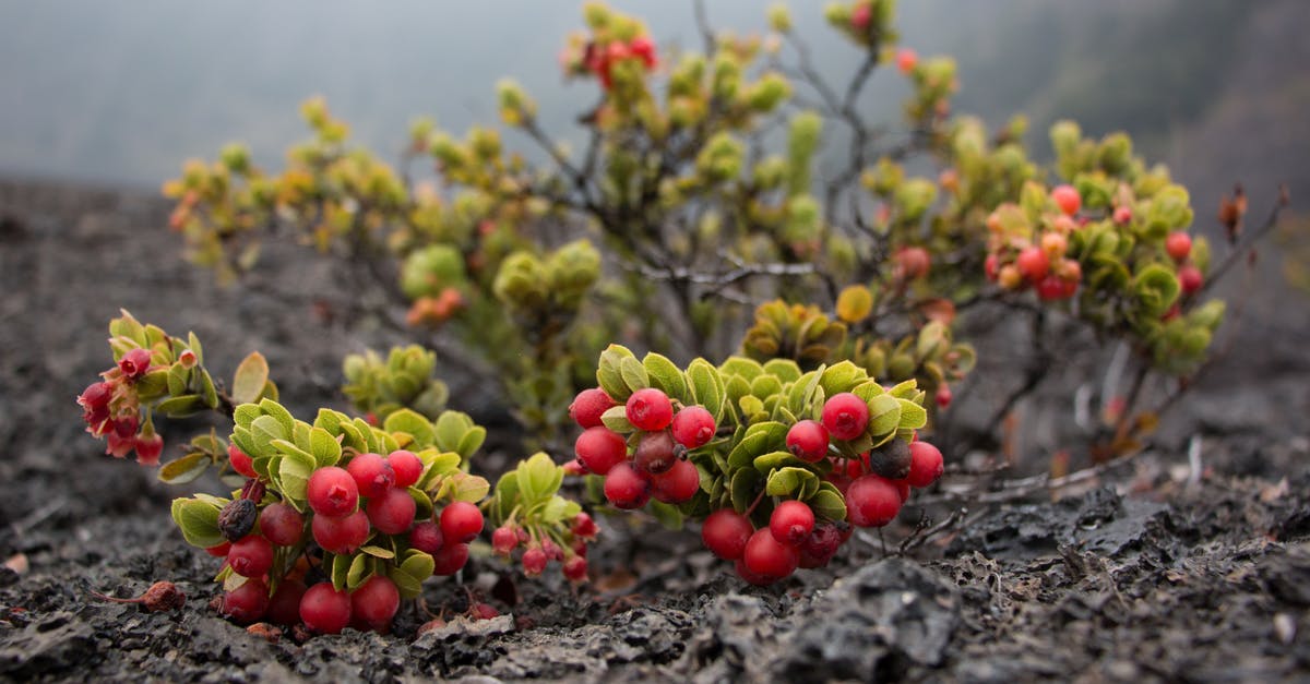 Finding a list of agriculture unique to Catalina Island [closed] - Round Red Fruits on Grass