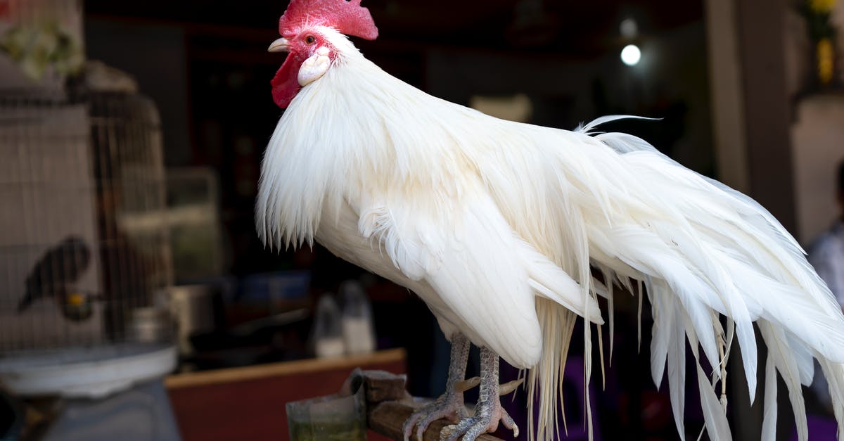 Finding big cacti between Phoenix, Las Vegas, and Los Angeles - Phoenix rooster with big white feathers and red comb standing on bird perch near building with birds in cages in daytime Finding big cacti between Phoenix, Las Vegas, and Los Angeles - Phoenix rooster with big white feathers and red comb standing on bird perch near building with birds in cages in daytime