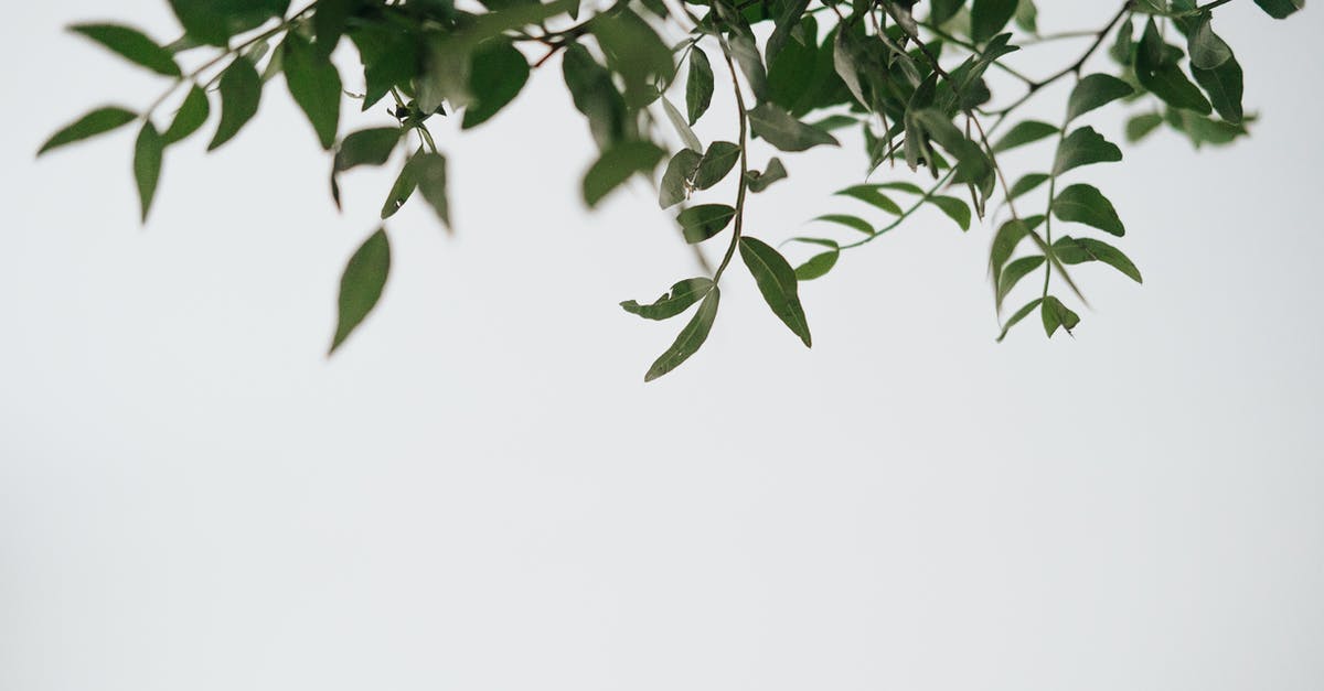 finding flights with flexible origination points [duplicate] - Greenery plant with thin wavy stalks and flexible pointed leaves growing in daylight