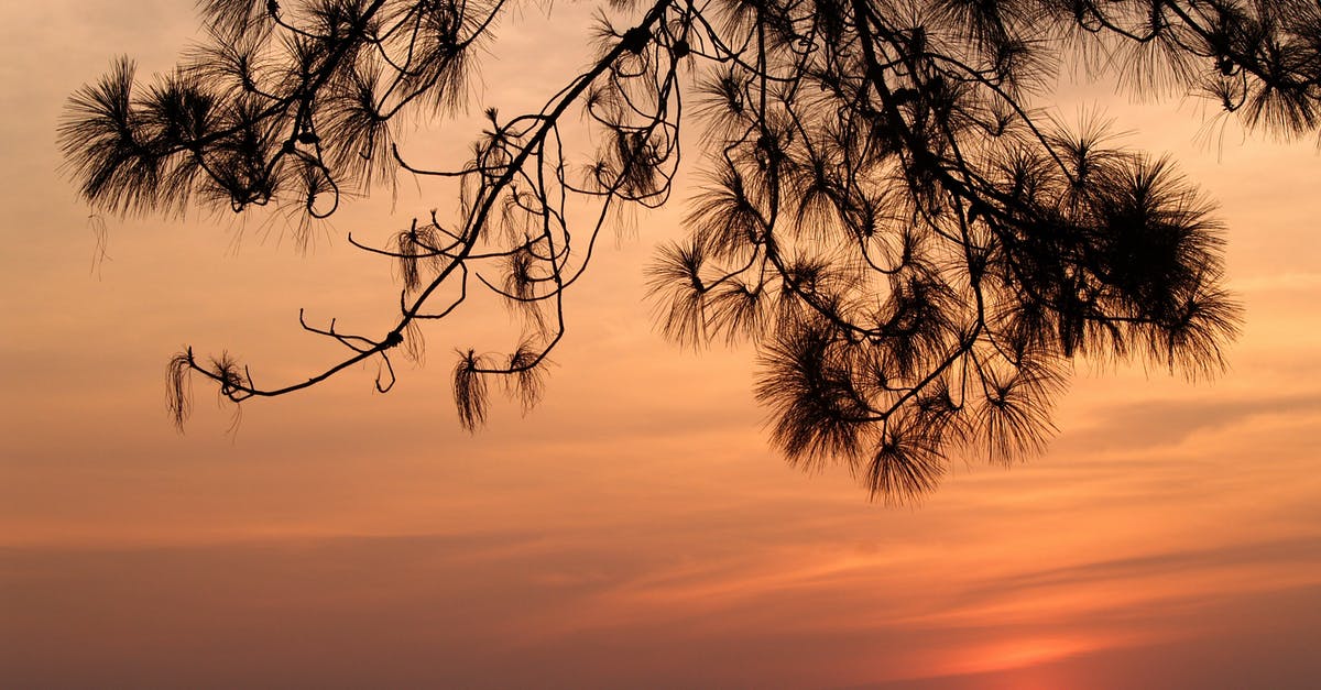 Finding Thailand Trek Guide (Khao Chang Puak and Sun Nhok Wua) - Closeup Photo of Tree during Golden Hour Finding Thailand Trek Guide (Khao Chang Puak and Sun Nhok Wua) - Closeup Photo of Tree during Golden Hour