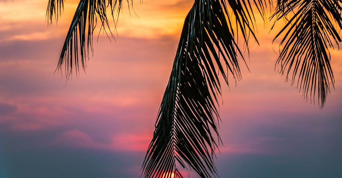 Finding Thailand Trek Guide (Khao Chang Puak and Sun Nhok Wua) - Sun Covered With Coconut Tree during Sunrise Finding Thailand Trek Guide (Khao Chang Puak and Sun Nhok Wua) - Sun Covered With Coconut Tree during Sunrise