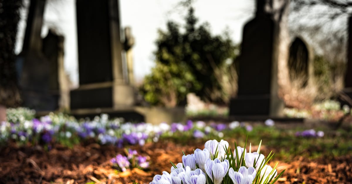 Finding the grave of Lin Zhao - Purple Crocus in Bloom during Daytime Finding the grave of Lin Zhao - Purple Crocus in Bloom during Daytime