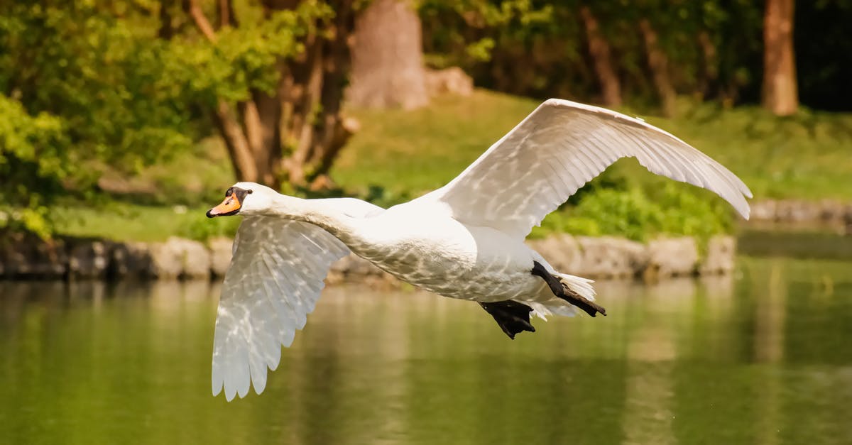 Flight booking web sites - A Swan Flying Above the Water Flight booking web sites - A Swan Flying Above the Water