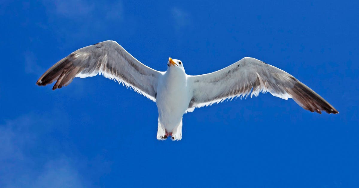 Flight Cancellations and Delays - White Gull Flying Under Blue Sky Flight Cancellations and Delays - White Gull Flying Under Blue Sky