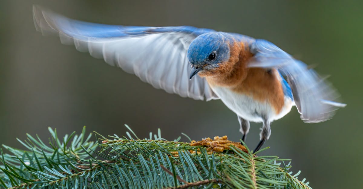 Flight from Nassau to Newark via Miami - Colorful male specie of eastern bluebird starting flight Flight from Nassau to Newark via Miami - Colorful male specie of eastern bluebird starting flight