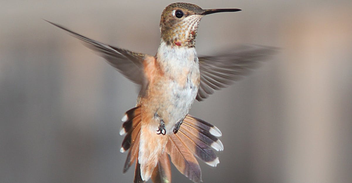 Flight next month rebooked for a "technical stop" after only 30 minutes of flying [closed] - White Brown and Black Hummingbird