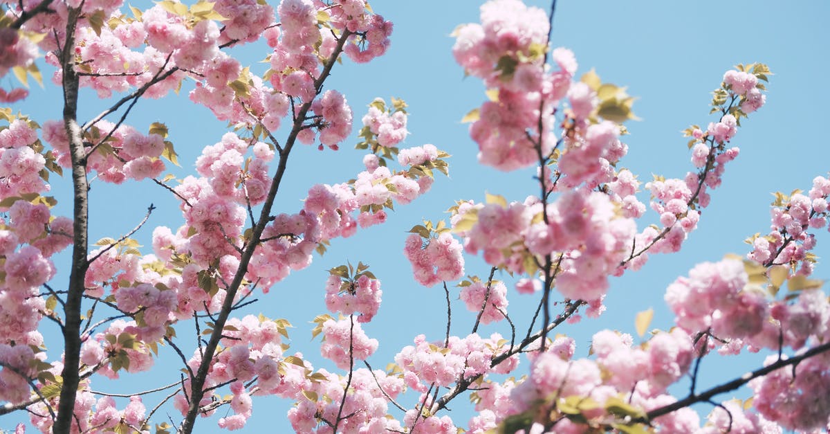 Flower lei from California to Japan - Close-up of Cherry Blossoms