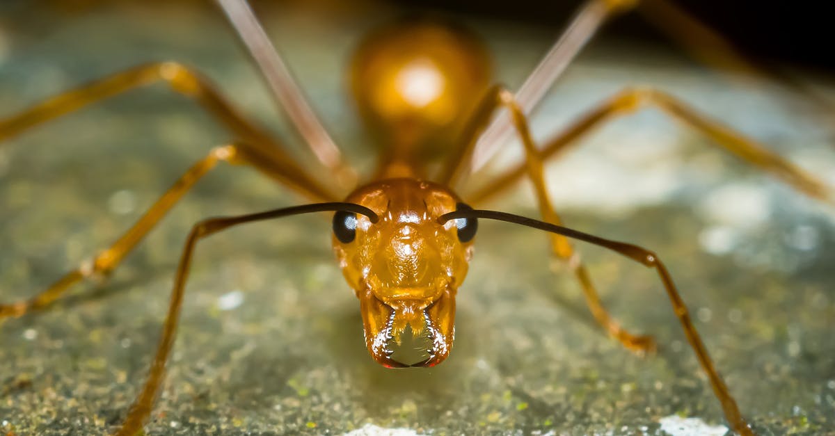 Fly into Edinburgh or Glasgow? - Brown Ant on Green Moss in Macro Photography Fly into Edinburgh or Glasgow? - Brown Ant on Green Moss in Macro Photography