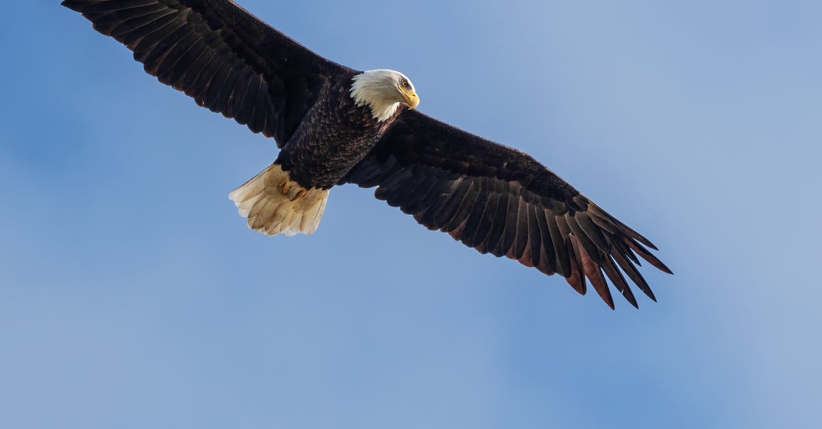 Fly to France from UK with no passport? - Wild eagle soaring in blue skies Fly to France from UK with no passport? - Wild eagle soaring in blue skies