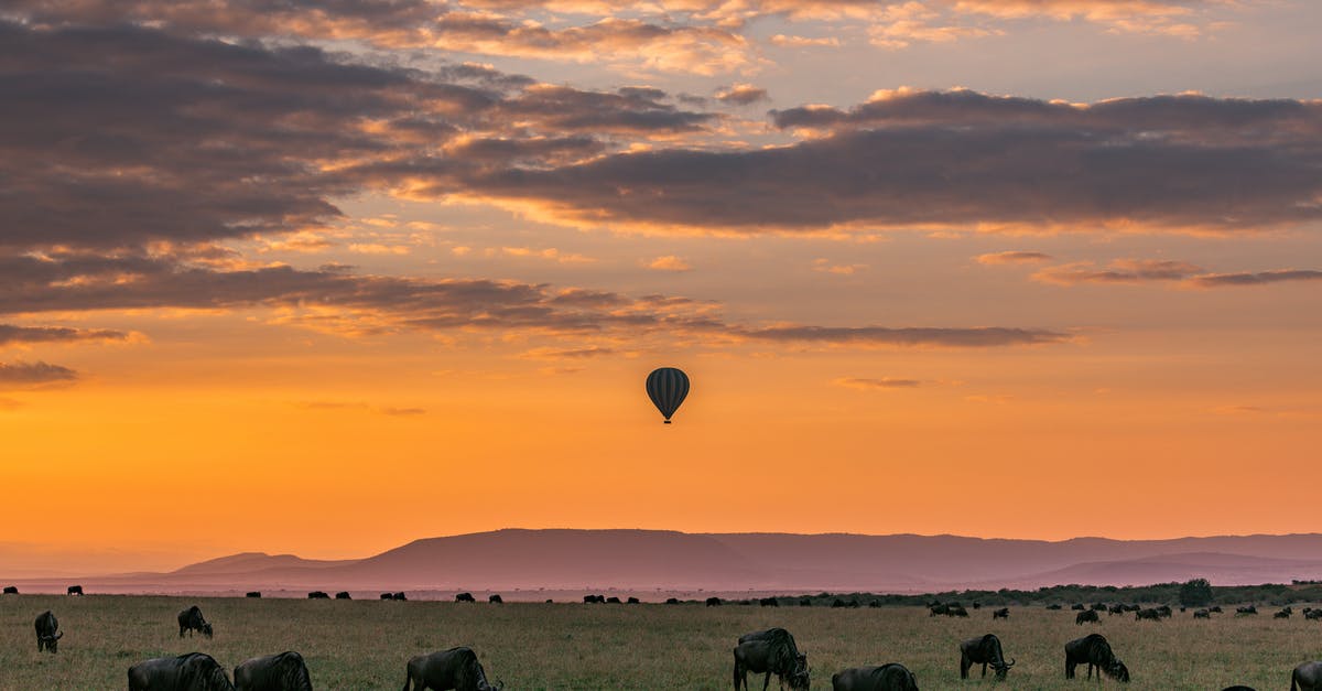 Flying between Tanzania and Madagascar - Picturesque sundown with silhouette of hot air balloon flying in national park Serengeti with wildebeests grazing on grassy land in Tanzania Africa Flying between Tanzania and Madagascar - Picturesque sundown with silhouette of hot air balloon flying in national park Serengeti with wildebeests grazing on grassy land in Tanzania Africa