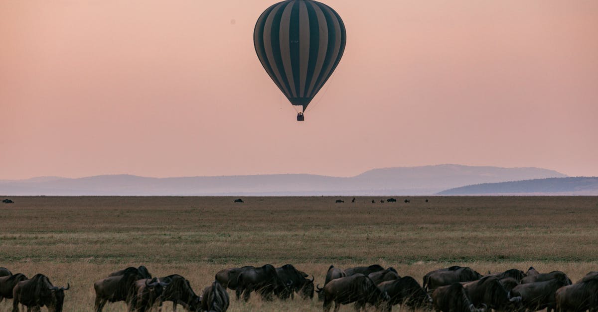 Flying between Tanzania and Madagascar - Herd of grazing wildebeests on grassy savanna while colorful hot air balloon flying above picturesque pink sky above mountains in Serengeti national park Tanzania Africa Flying between Tanzania and Madagascar - Herd of grazing wildebeests on grassy savanna while colorful hot air balloon flying above picturesque pink sky above mountains in Serengeti national park Tanzania Africa