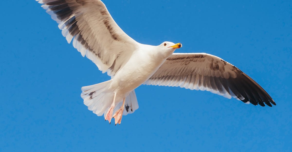 Flying from California to Texas: do I need ESTA? - Photo of a Flying Seagull Flying from California to Texas: do I need ESTA? - Photo of a Flying Seagull