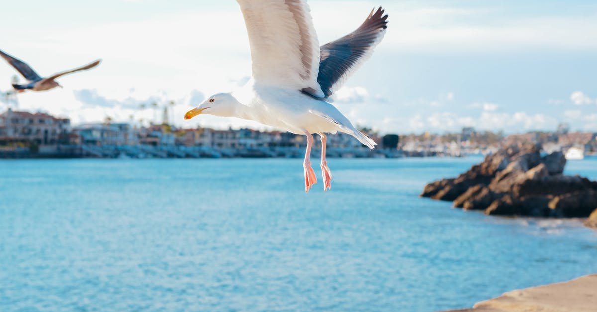 Flying from California to Texas: do I need ESTA? - Photo of a Flying Seagull Flying from California to Texas: do I need ESTA? - Photo of a Flying Seagull