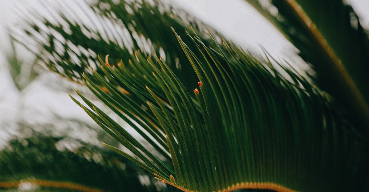 Flying from San Francisco to Palm Springs via Phoenix. Will I have to re-claim and re-check bags at Phoenix? - Leaves of tropical green palm tree