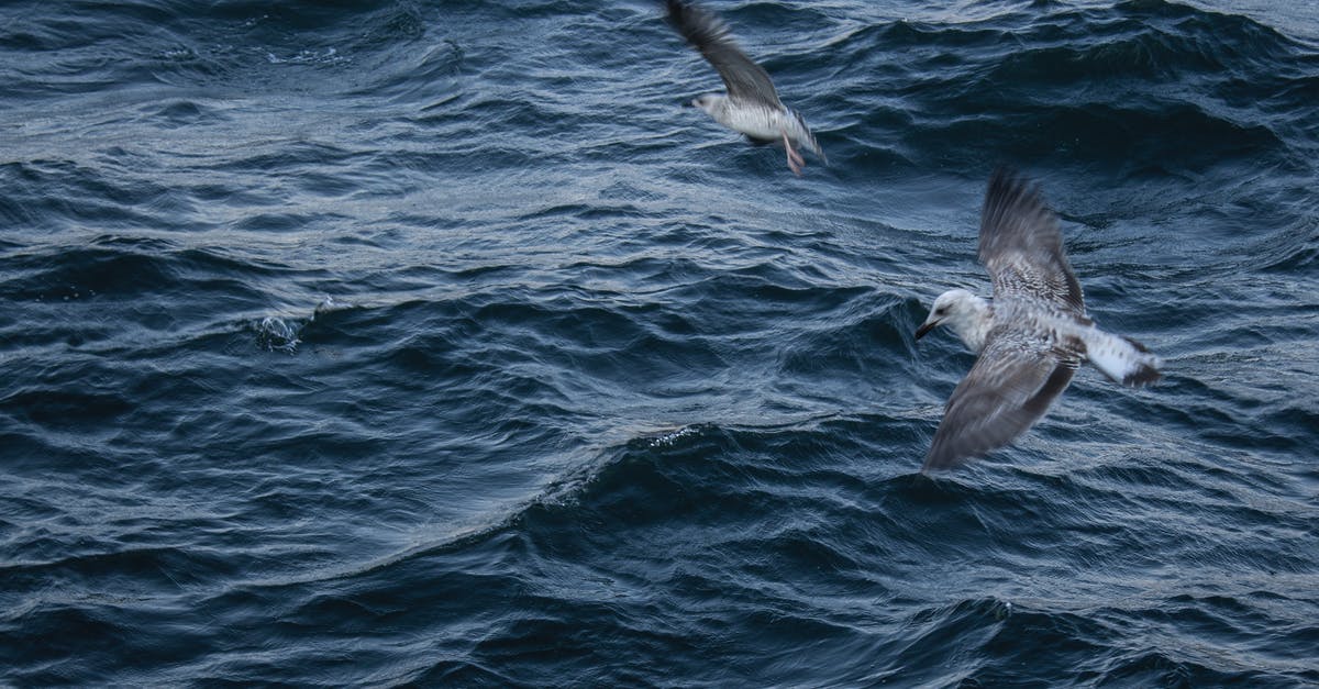Flying into and out of Germany on a Belgium Schengen VISA [closed] - Grey and White Bird Flying over the Sea