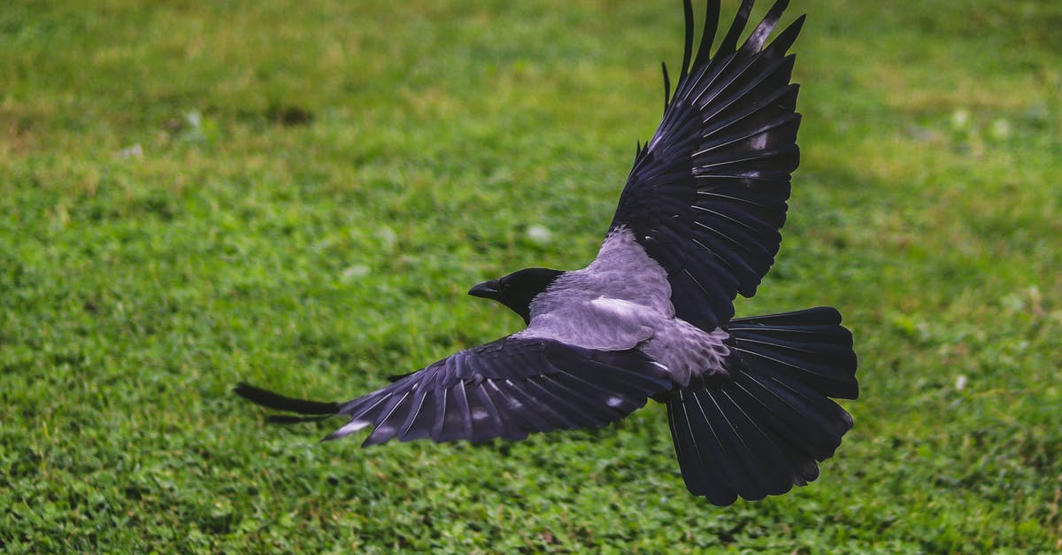 Flying into Canada with an expired passport and a Green Card - Crow Flying Above Green Grass Field Flying into Canada with an expired passport and a Green Card - Crow Flying Above Green Grass Field