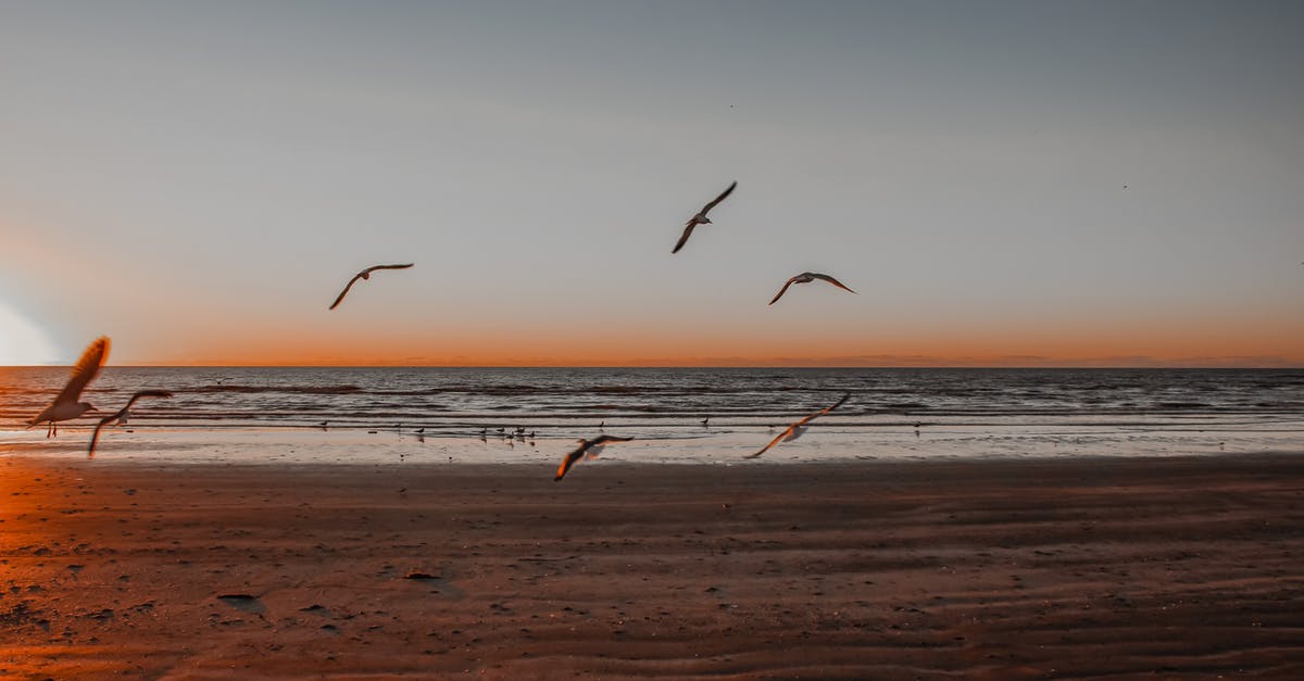 Flying over country from which you are deported - Birds Flying over the Sea