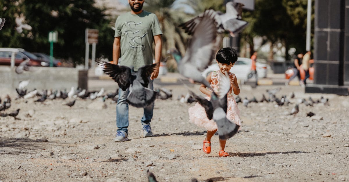 Flying to Daughter's College Town, Flying Back Together: Booking Roundtrip and One-way - Man and Toddler Walking Near Birds Flying to Daughter's College Town, Flying Back Together: Booking Roundtrip and One-way - Man and Toddler Walking Near Birds