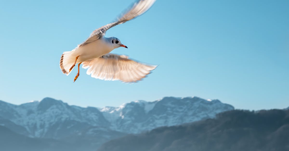 Flying to Wien, Austria from Denmark, legal with only temporary passport? - White and Brown Bird on Air Flying to Wien, Austria from Denmark, legal with only temporary passport? - White and Brown Bird on Air