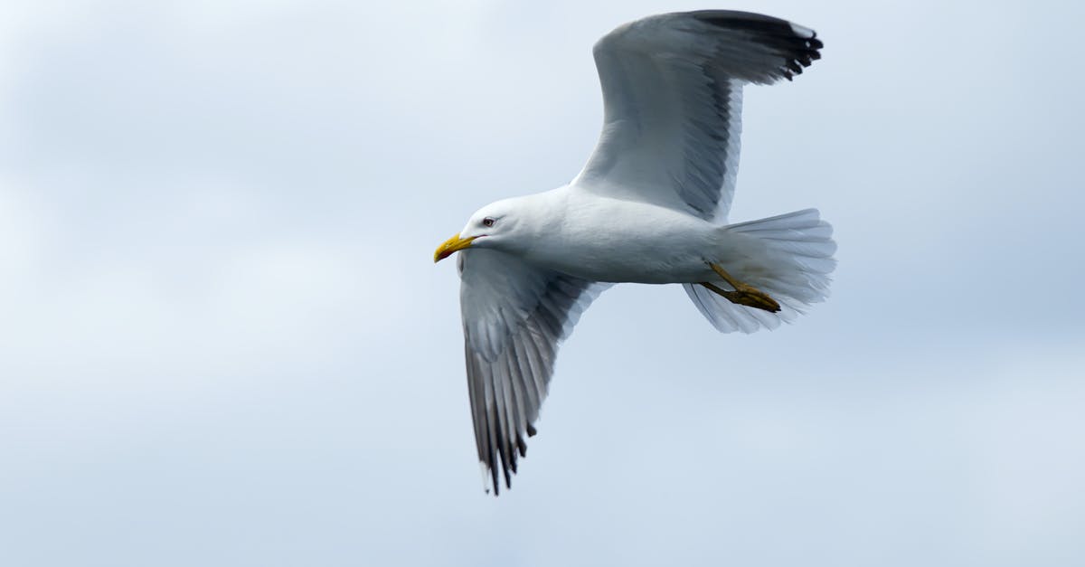 Flying TYO - FRA - LAX - TYO - seagull Flying TYO - FRA - LAX - TYO - seagull