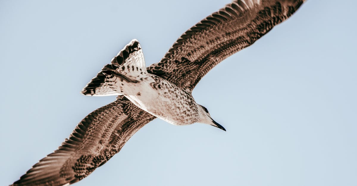 Flying with a service animal - Brown and White Bird Flying Flying with a service animal - Brown and White Bird Flying