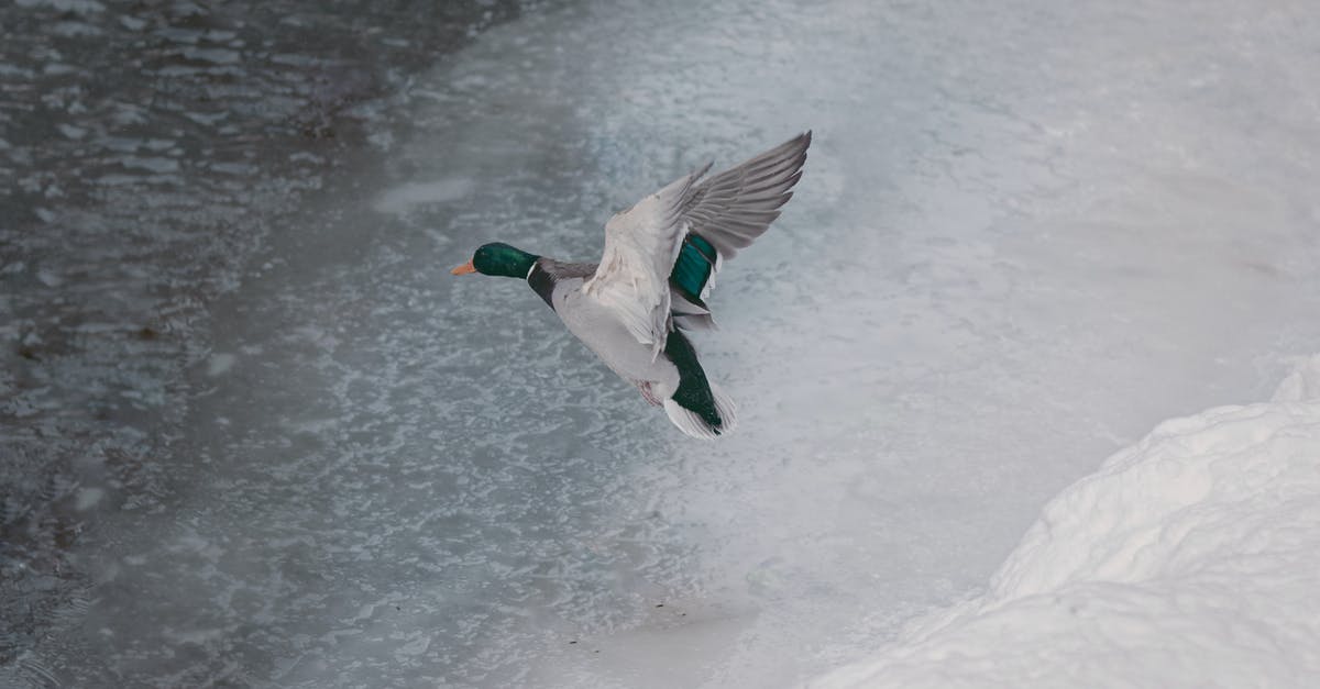 Flying with a service animal - White and Black Duck on Snow Covered Ground Flying with a service animal - White and Black Duck on Snow Covered Ground