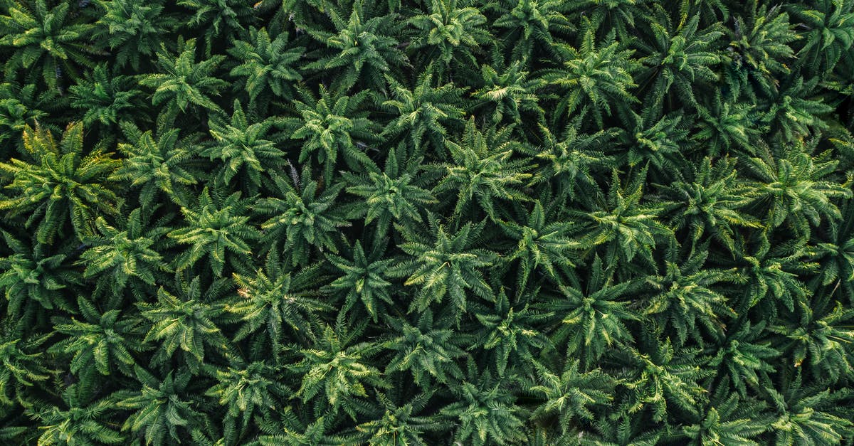 Flying with recreational cannabis oil in California? - Green and Black Leaf Plant Flying with recreational cannabis oil in California? - Green and Black Leaf Plant