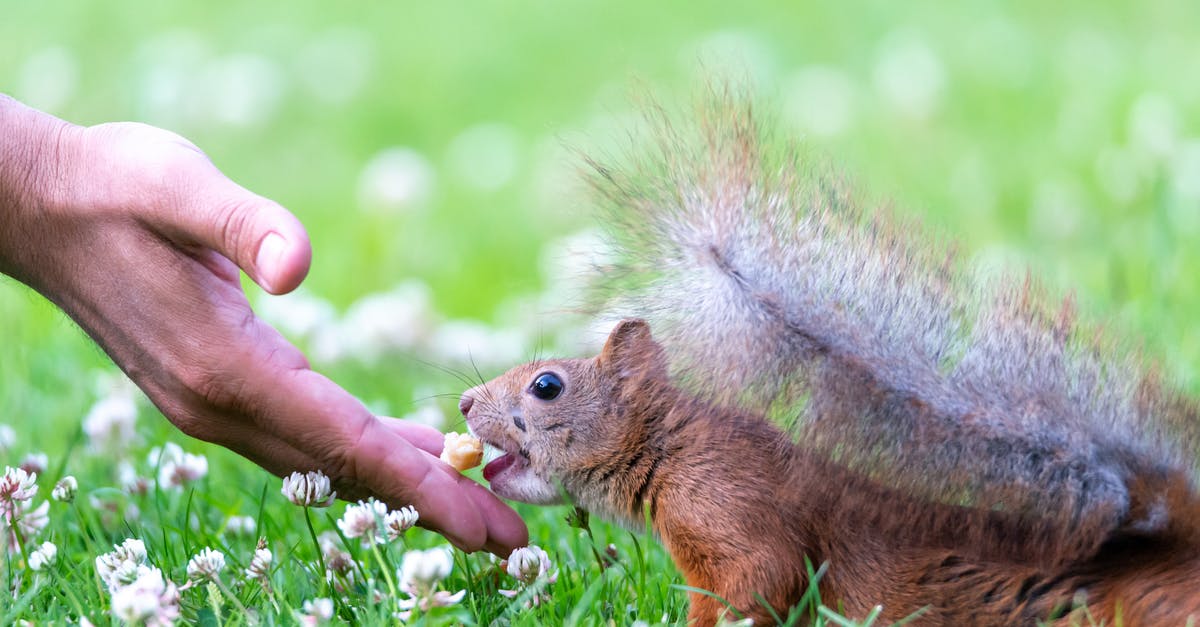 Food Allergies in Europe - Brown Squirrel On Green Grass Food Allergies in Europe - Brown Squirrel On Green Grass