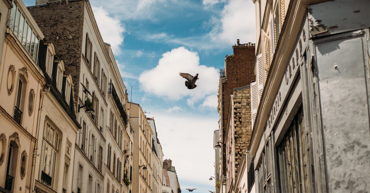 France to Doha without flying - Bird Under White and Blue Clouds France to Doha without flying - Bird Under White and Blue Clouds