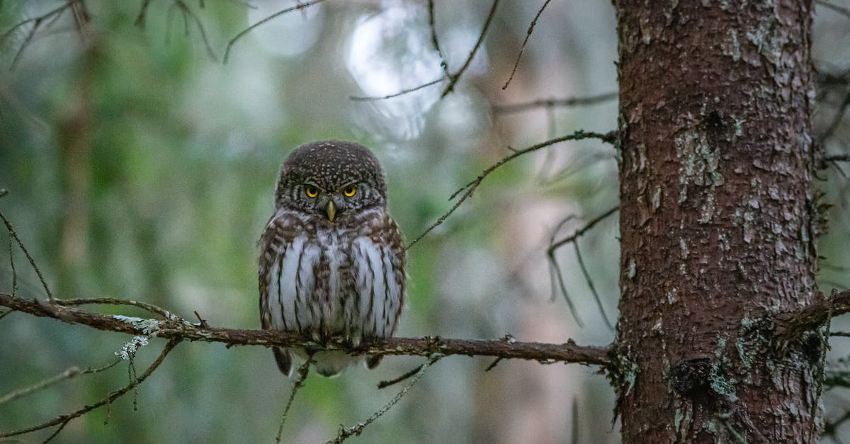 France visa for one day - Brown Owl Perched on Brown Tree Branch France visa for one day - Brown Owl Perched on Brown Tree Branch