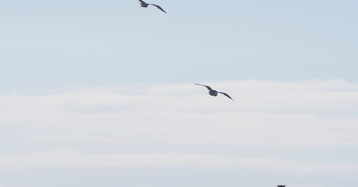 Free extra baggage with trans-Atlantic flights with KLM? - Three Birds Flying Under Blue Sky at Daytime Free extra baggage with trans-Atlantic flights with KLM? - Three Birds Flying Under Blue Sky at Daytime