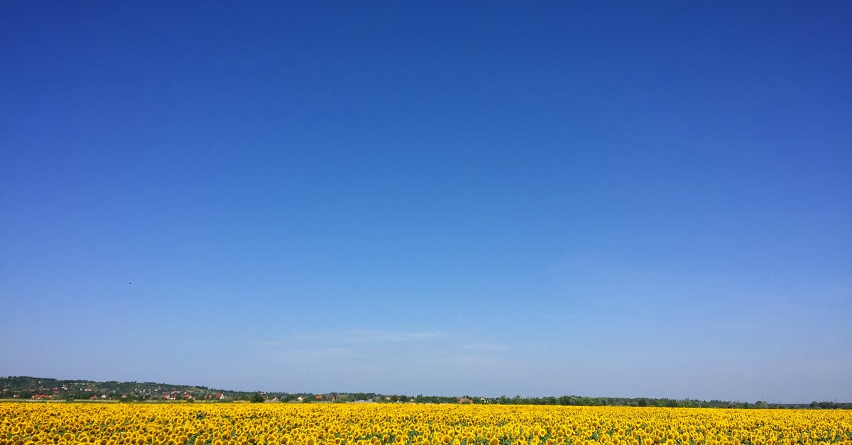 Free yellow fever vaccination in Bogota airport? - Sunflower Garden Under Blue Sky Free yellow fever vaccination in Bogota airport? - Sunflower Garden Under Blue Sky