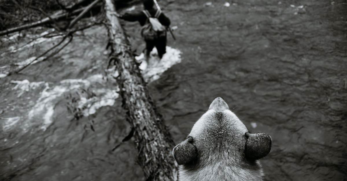 Friendly backpacker place on Lake Victoria? - Black and white tourist with backpack and long stick crossing river with dog along big fallen tree Friendly backpacker place on Lake Victoria? - Black and white tourist with backpack and long stick crossing river with dog along big fallen tree