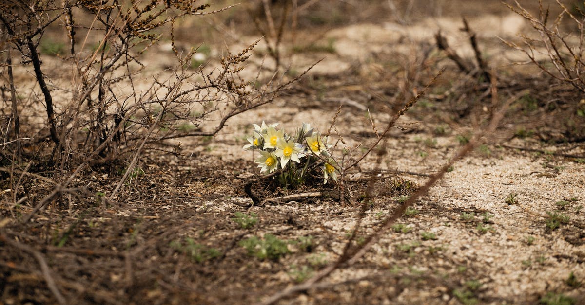 General grounds for refusal - False representation - Wildflowers On Brown Soil General grounds for refusal - False representation - Wildflowers On Brown Soil