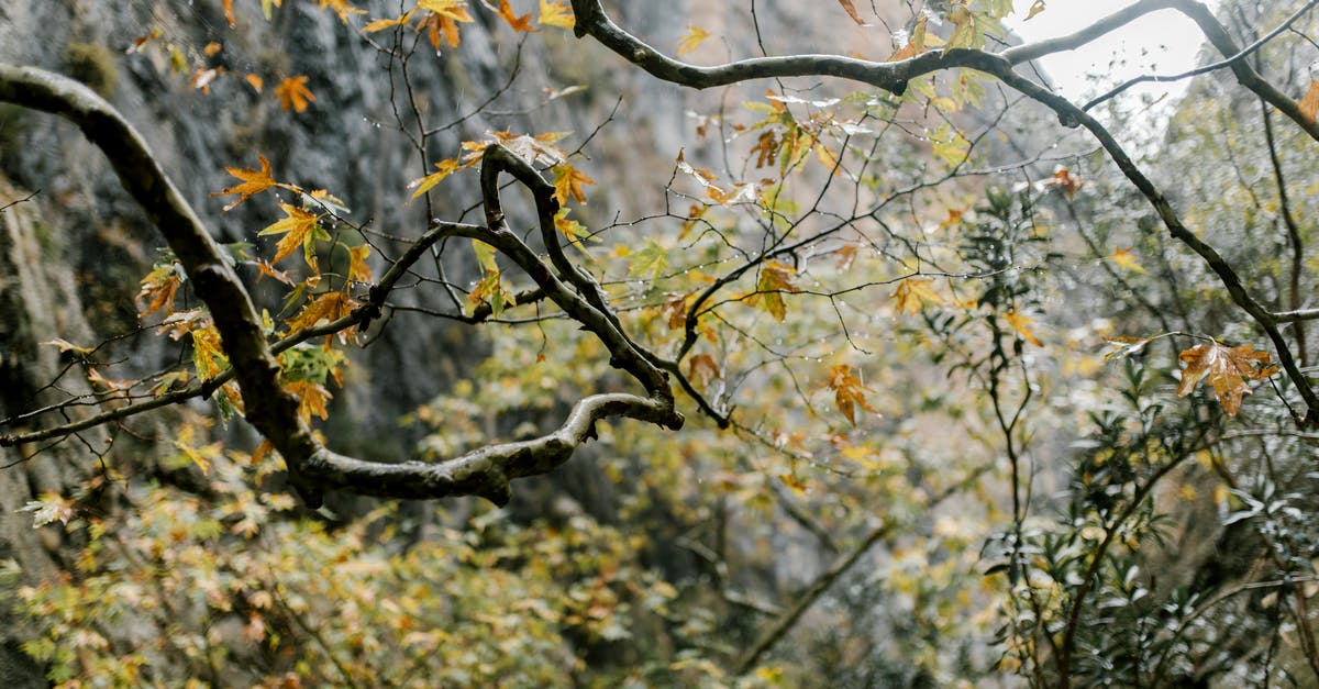 Georgia: How to get from Shatili to Tblisi in September - Branches of tree with yellow leaves in autumn Georgia: How to get from Shatili to Tblisi in September - Branches of tree with yellow leaves in autumn