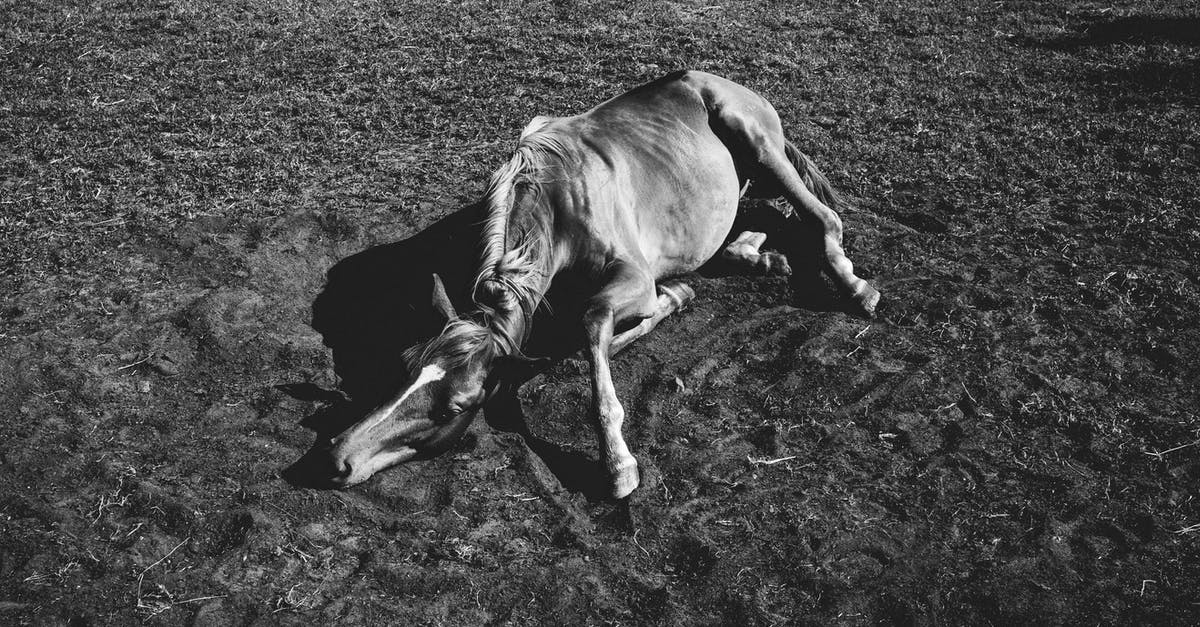 Getting a weak passport stamp restamped? - Sick horse Getting a weak passport stamp restamped? - Sick horse