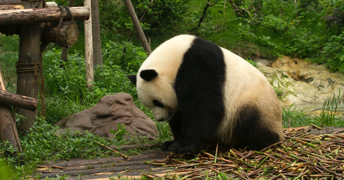 Getting around Google reliance while in China - Panda Getting a Fresh Bamboo Sticks Getting around Google reliance while in China - Panda Getting a Fresh Bamboo Sticks
