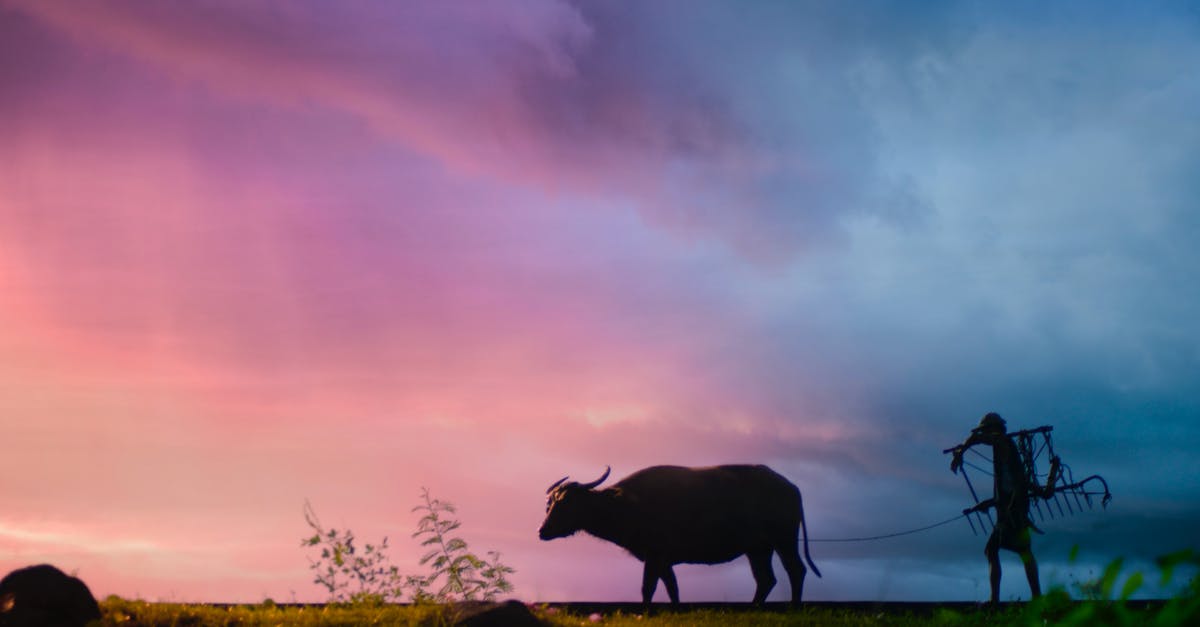 Getting to Buffalo Depew Amtrak in the evening - Silhouette of Man Carrying Plow While Holding the Rope of Water Buffalo Walking on Grass Field Getting to Buffalo Depew Amtrak in the evening - Silhouette of Man Carrying Plow While Holding the Rope of Water Buffalo Walking on Grass Field