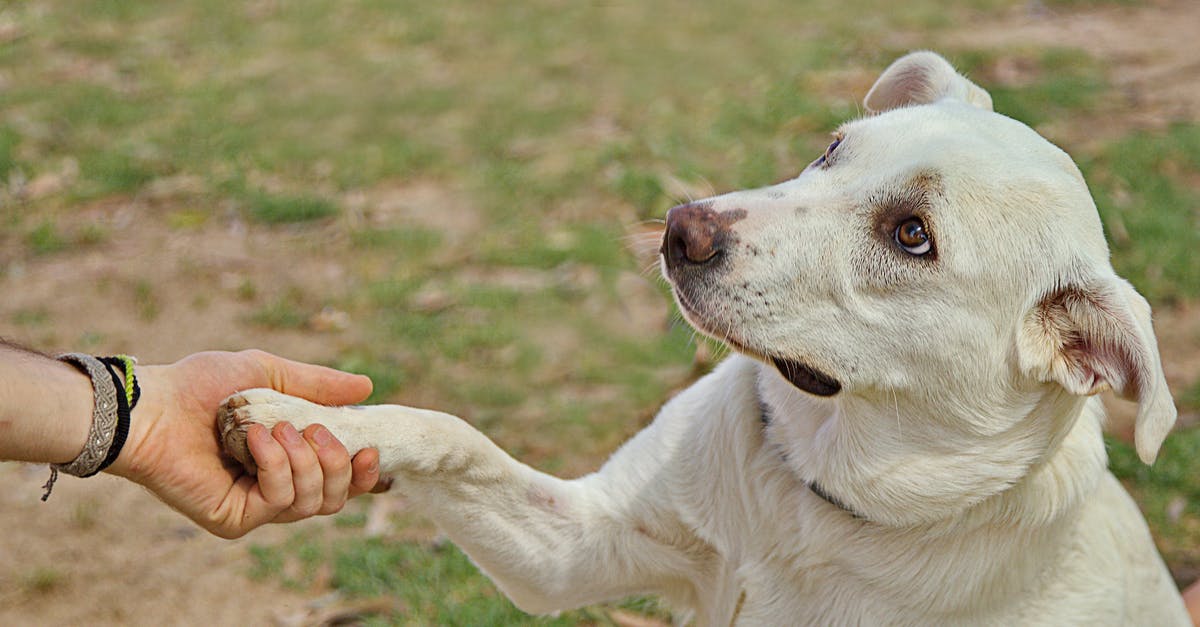 Give Delta voucher to another person - Dog giving paw to anonymous person Give Delta voucher to another person - Dog giving paw to anonymous person
