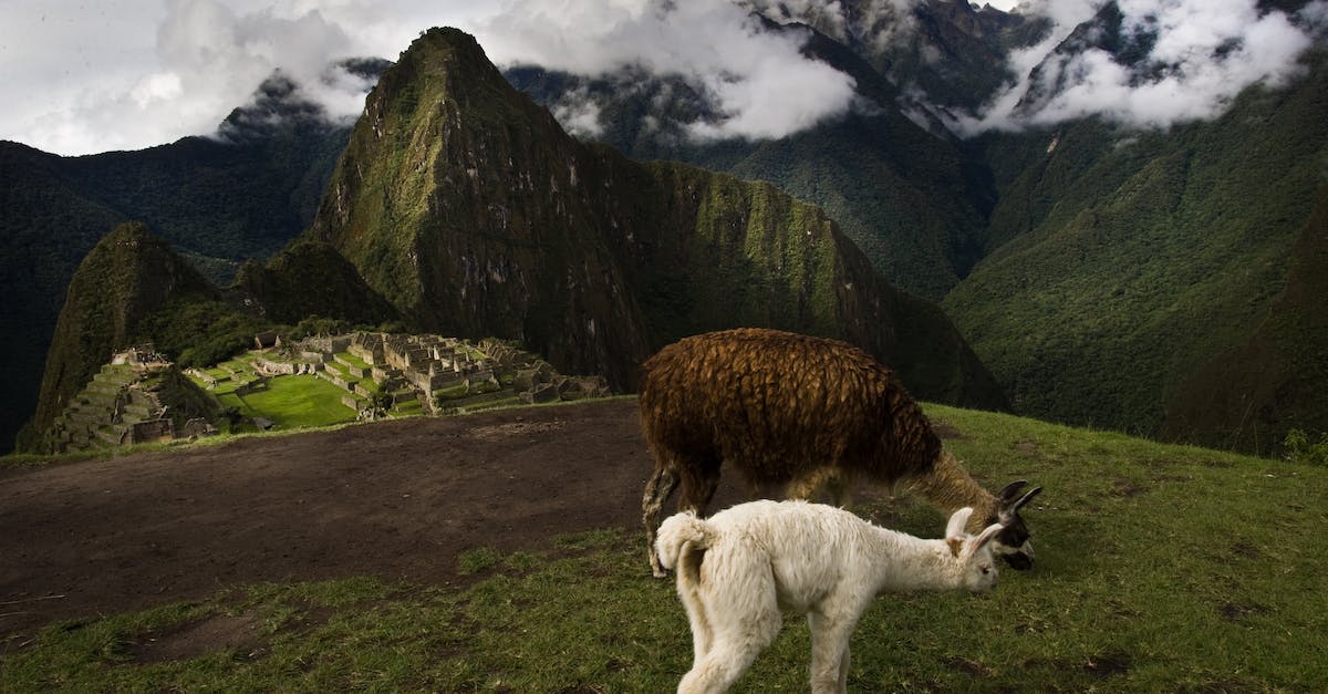 Gluten-free eating in Peru - Llamas Grazing at Machu Picchu Gluten-free eating in Peru - Llamas Grazing at Machu Picchu