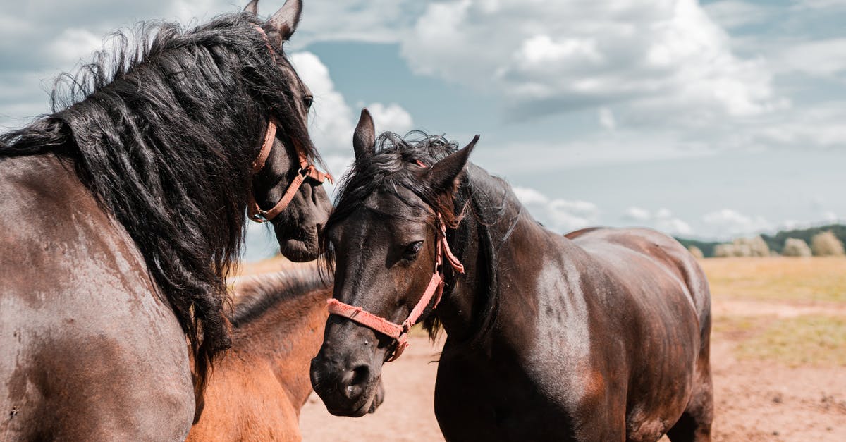 Going to Mustang Oklahoma, what is there to do? Spending money? [closed] - Three Brown Horses in Pasture