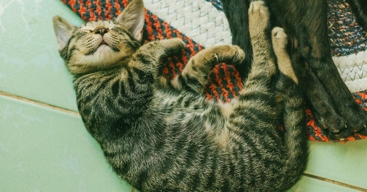 Good place to sleep in (or near) Miami's airport? [closed] - Photo of Brown Tabby Cat on White Tile Floor