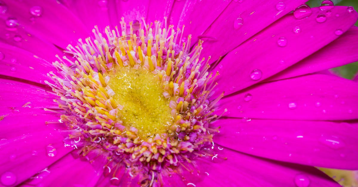 Graminae pollen in Thailand - Pink Flower in Close Up Photography Graminae pollen in Thailand - Pink Flower in Close Up Photography