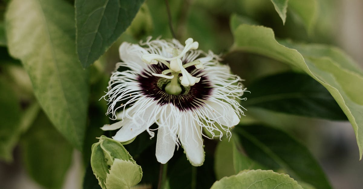 Graminae pollen in Thailand - White and Black Flower in Macro Lens Graminae pollen in Thailand - White and Black Flower in Macro Lens